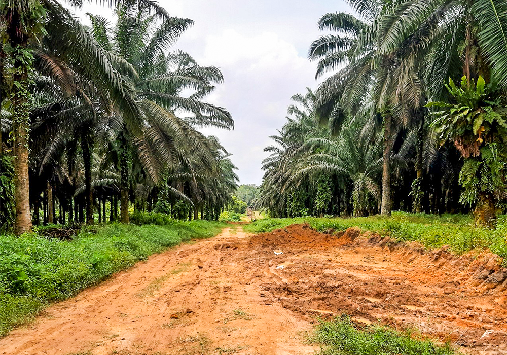 TANAH DI KAB. KOTAWARINGIN BARAT - WOFF668-1 - foto utama